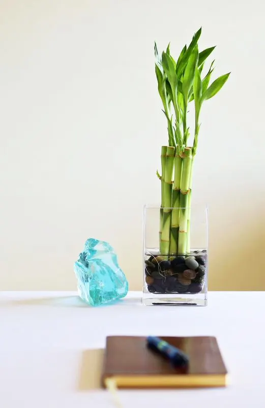 How To Care For Bonsai Trees