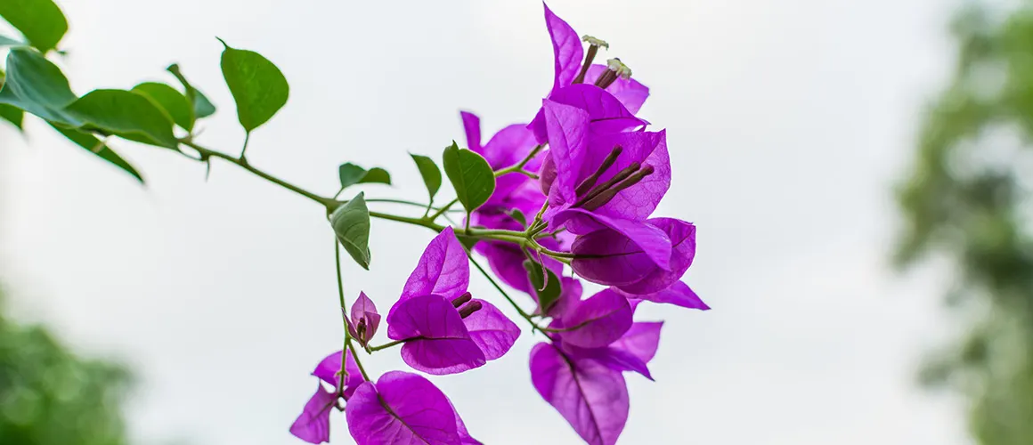 bougainvillea-care