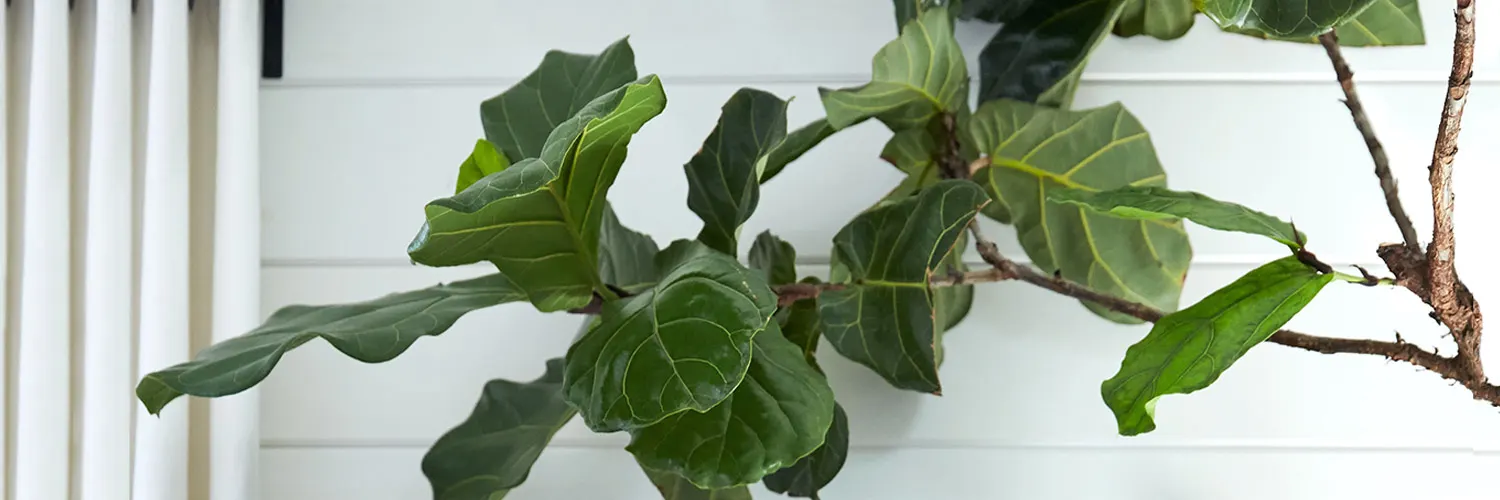 fiddle-leaf-fig-care-thumb