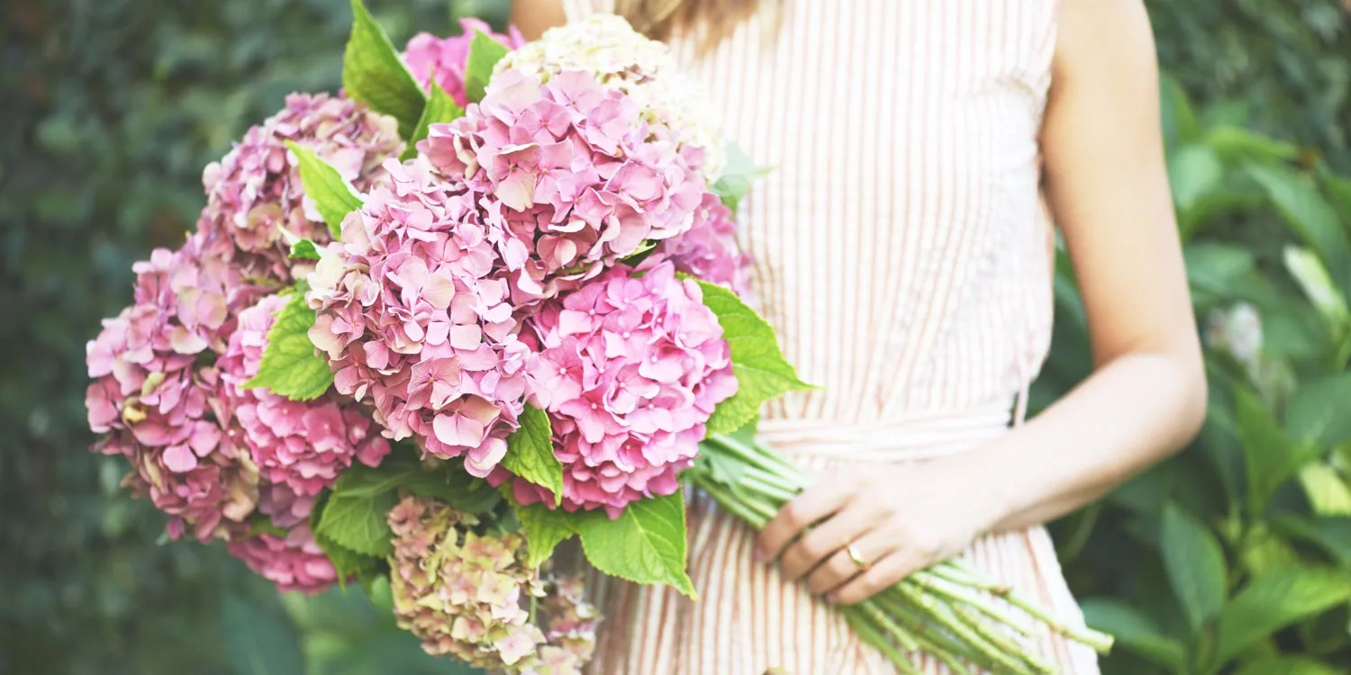 hydrangeas-meanings-thumbnail