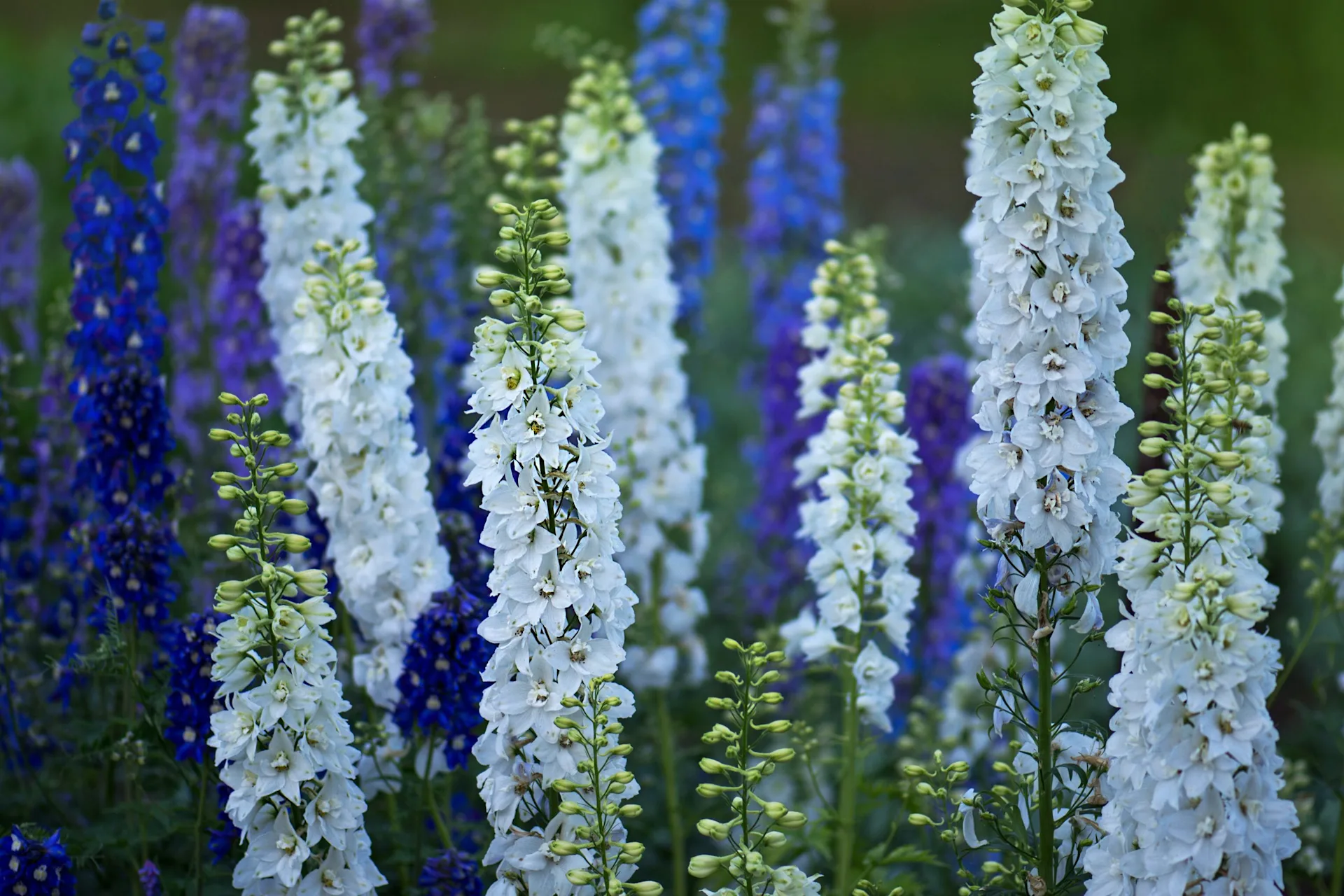 larkspur
