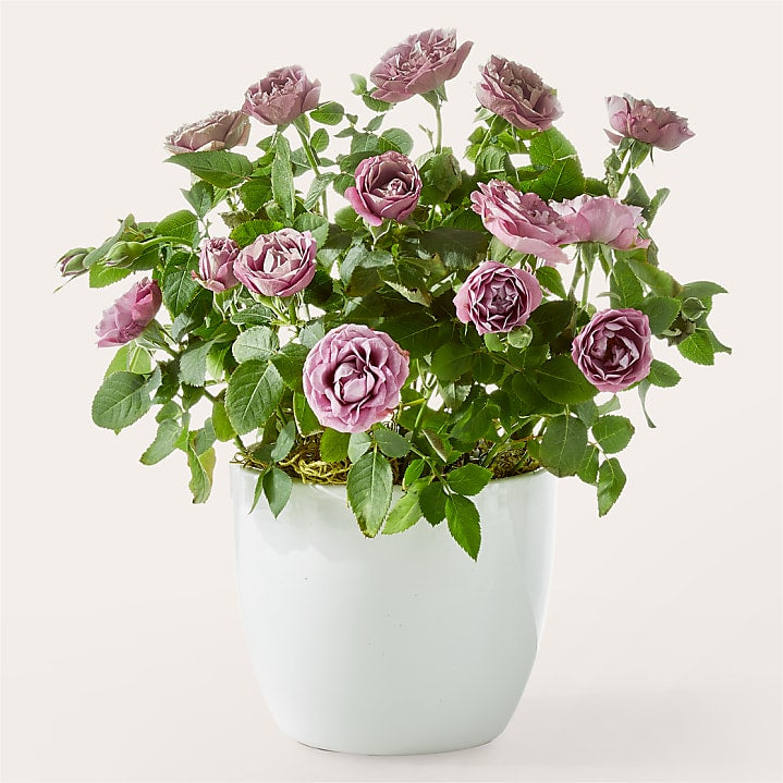 product image for Lovely in Lavender Rose