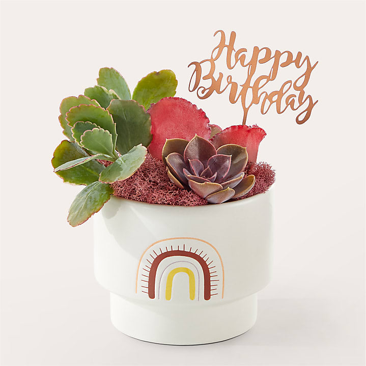 product image for Birthday Wishes Succulent Garden