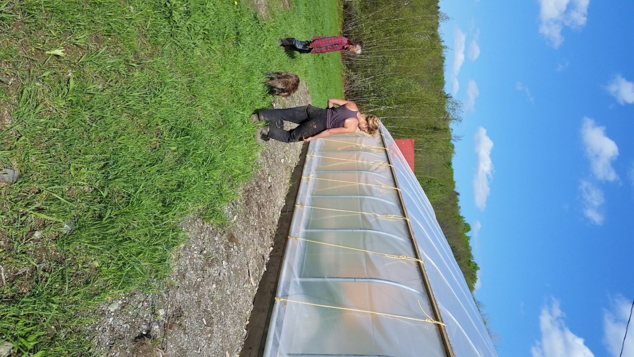 Inspecting the greenhouse to ensure the wind doesn't take it away!
